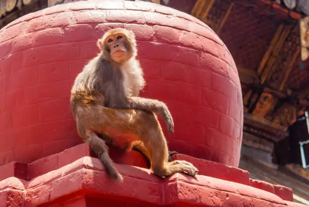 Image of a Monkey sitting on stupa in The Monkey temple in Katmandu, Nepal. Stock photo.