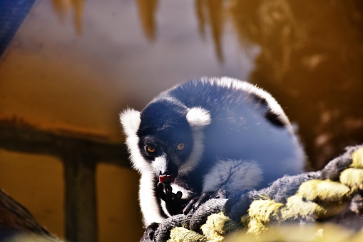 Looking through glass to a black and white ruffed lemur.