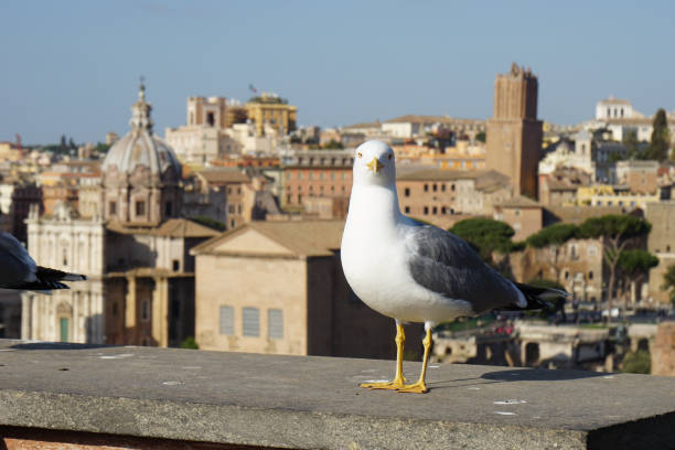 istock Bird portrait from Roman Forum 1312554145