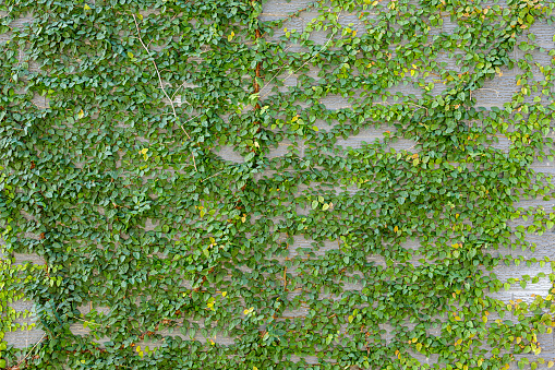 Climbing plant, green ivy or vine plant growing on antique brick wall of abandoned house. Retro style background