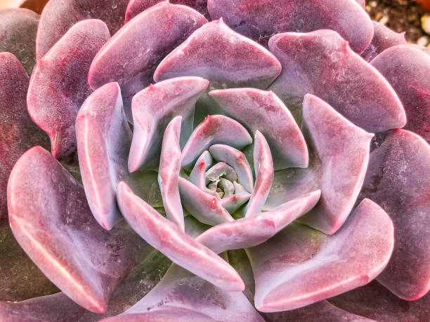 istock Crassulaceae and scientific name Echeveria elegans. 1312554847