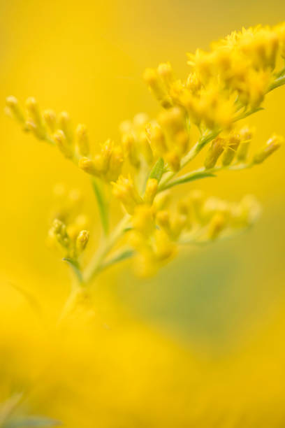 verge d’or dans la fleur - goldenrod photos et images de collection
