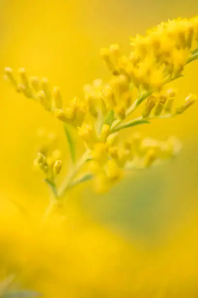 Goldenrod in blossom