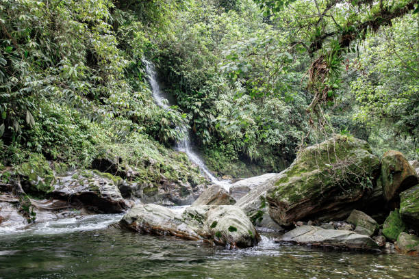 Mountain stream in the Colombian jungle