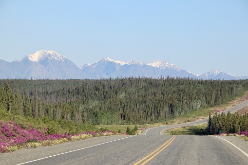 The Alaska Highway runs through the beautiful landscape in the Yukon Territory, Canada, on a lovely summer day. Typically the highway has a lot of traffic during the summer, but because of Covid-19 restrictions, very few vehicles are on the road.
