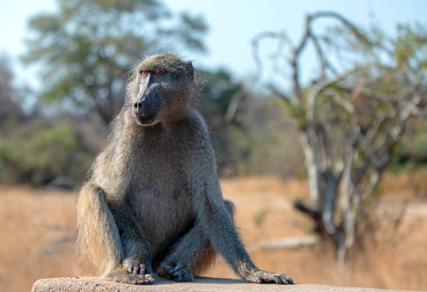 baboon im krueger-nationalpark in südafrika - kruger national park monkey baboon africa stock-fotos und bilder