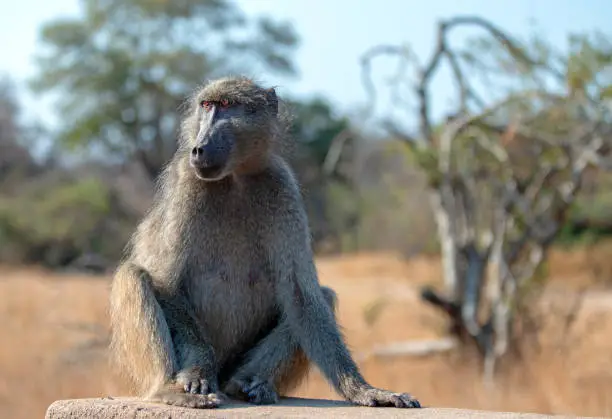 Baboon in Krueger National Park in South Africa