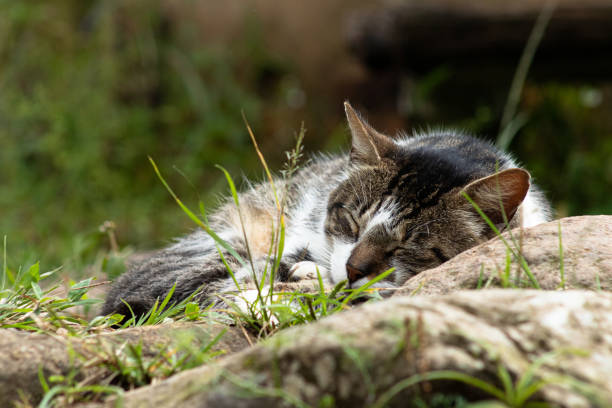 katze in einer ländlichen gegend genießen ein kleines nickerchen - gatoo stock-fotos und bilder