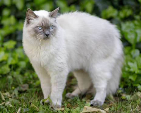 1-Year-Old Male Ragdoll Cat with Arched Back. Outdoors of Northern California.
