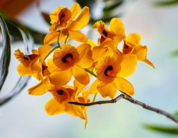 istock Yellow orchid flower 1312561131