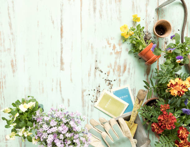 Gardening tools on an old rustic blue wood background
