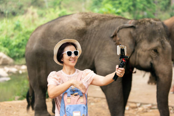 turista asiatica di mezza età che si rilassa e scatta una foto con elefanti a chiang mai, in thailandia. - individual event women adult professional occupation foto e immagini stock