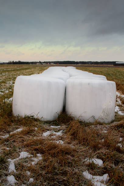 пластиковые завернутые hay bales на полях - winter finland agriculture barn стоковые фото и изображения