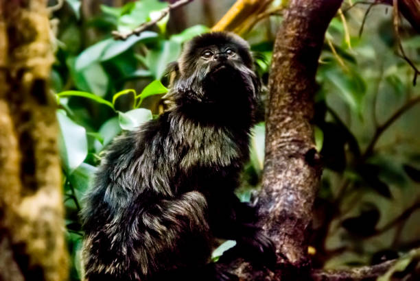 istock Goeldi's marmoset. Picture made in 2009. 1312568818