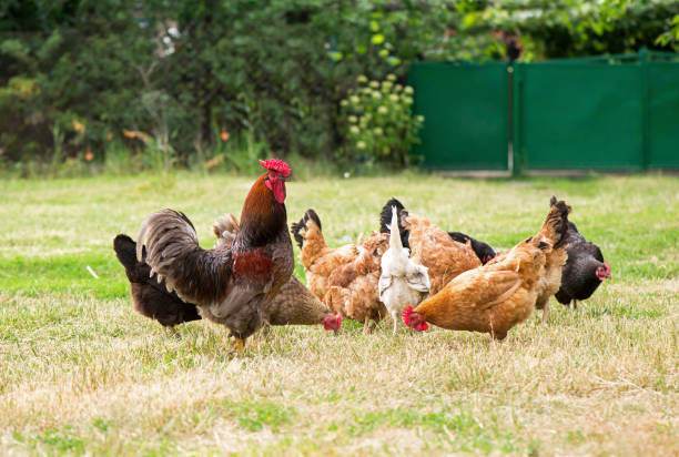 istock Rooster and chickens grazing on the grass 1312569401