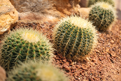 Closeup image of Golden Barrel Cactus or Echinocactus grusonii in botanic garden