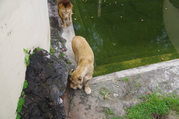 Lion in Zoo Johor Malaysia