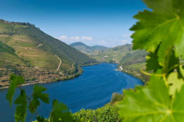 valle del duero - portugal - portugal port wine porto the douro fotografías e imágenes de stock