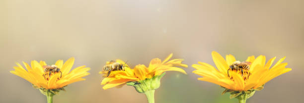 ape e fiore. tre api siedono su fiori gialli e raccolgono il miele. sfondi estivi e primaverili. striscione - impollinazione foto e immagini stock