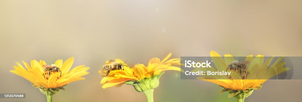 Bee and flower. Three bees sit on yellow flowers and collect honey. Summer and spring backgrounds. Banner Bee Stock Photo