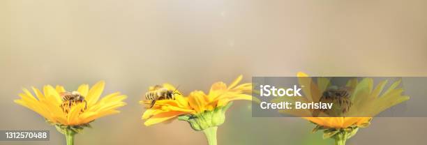 Bee And Flower Three Bees Sit On Yellow Flowers And Collect Honey Summer And Spring Backgrounds Banner Stock Photo - Download Image Now