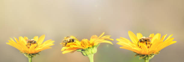 bee and flower. three bees sit on yellow flowers and collect honey. summer and spring backgrounds. banner - pollination imagens e fotografias de stock