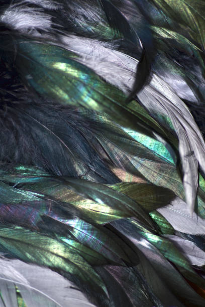 istock Black, grey and greenish feathers 1312571278