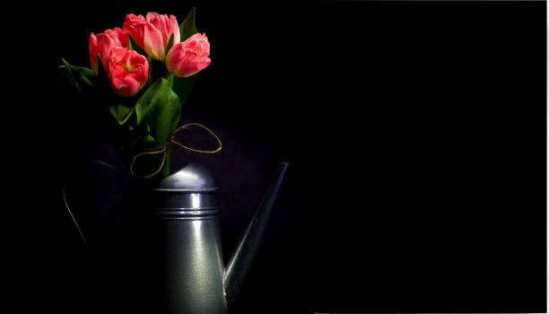 Tulips in a tin watering can against black background. Light painting technique