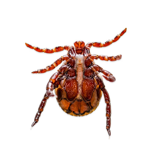 tick insect isolated on white. encephalitis virus or lyme borreliosis disease infectious dermacentor tick or mite arachnid parasite macro. - lyme disease imagens e fotografias de stock