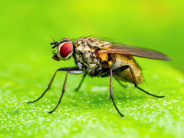istock Drosophila Fruit Fly Diptera Parasite Insect on Plant Leaf Macro 1312571954