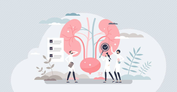 Nephrologist as kidney and bladder professional doctor tiny person concept Nephrologist as kidney and bladder professional doctor tiny person concept. Nephrology as inner organs occupation and health care for patient diseases treatment cure and diagnosis vector illustration. bladder stock illustrations