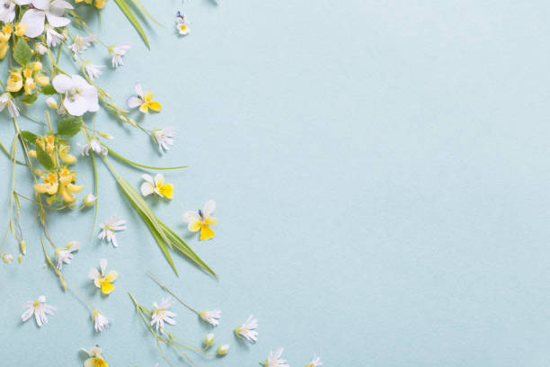 istock wild flowers on paper background 1312574716