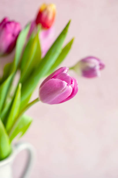 bouquet printanier frais de tulipes roses et oranges - nature selective focus green vertical photos et images de collection