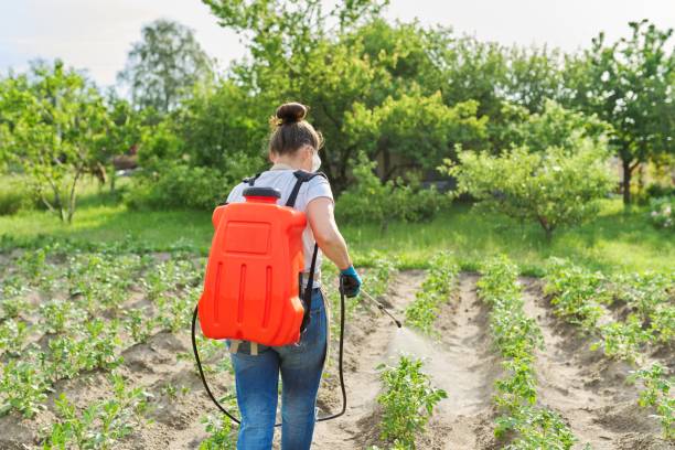 Farmer woman spraying potato plants in vegetable garden Woman farmer sprays potato plants in the vegetable garden, using backpack sprayer, protecting and caring for growing vegetables from diseases and pests backpack sprayer stock pictures, royalty-free photos & images