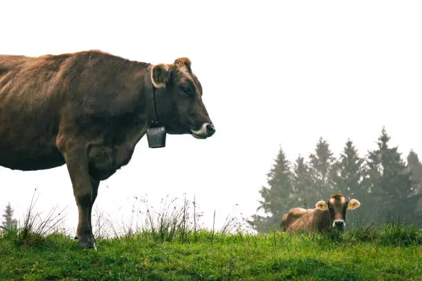 Happy cows in meadows