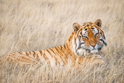 Portrait of a beautiful male tiger, with his face and markings clearly visible, looking at the camera while he is partially hidden in long, pale grass.