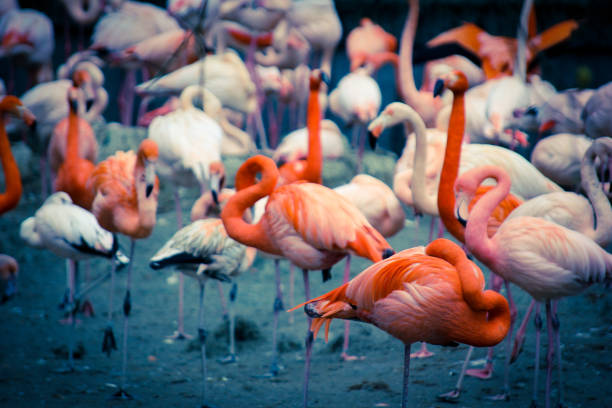 istock Red and pink flamingos 1312576542