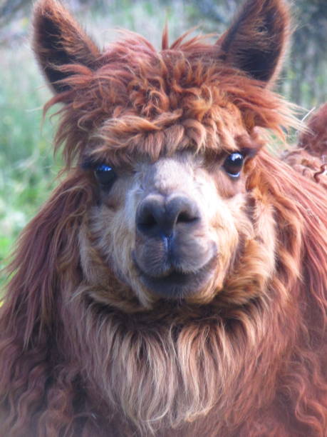 istock Happy alpaca, wild photo 1312576863