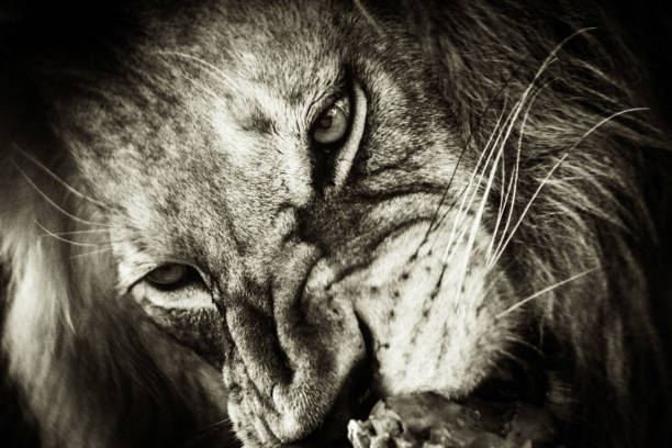 istock Eating male lion 1312576915