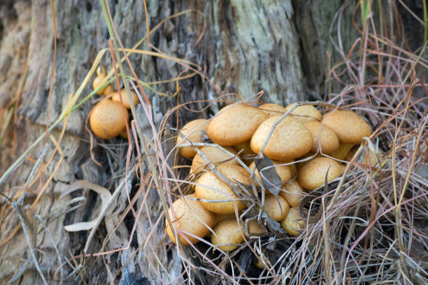 istock Wild Mushrooms Close-up 1312577575