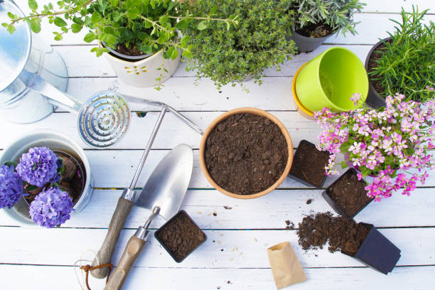 istock Planting, Sowing and Potting in Spring 1312578365