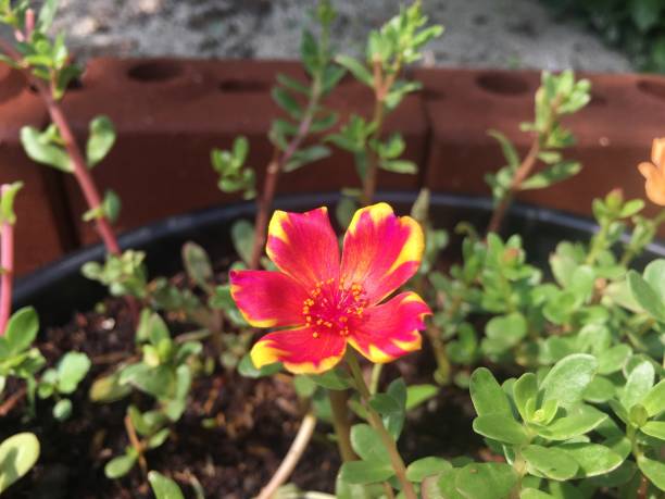 istock Beautifully colored Portulaca oleracea in pots. 1312578610