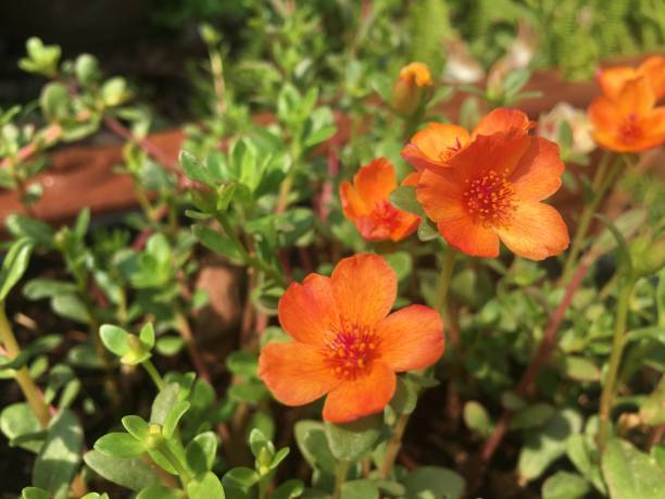 istock Beautifully colored Portulaca oleracea in pots. 1312578628