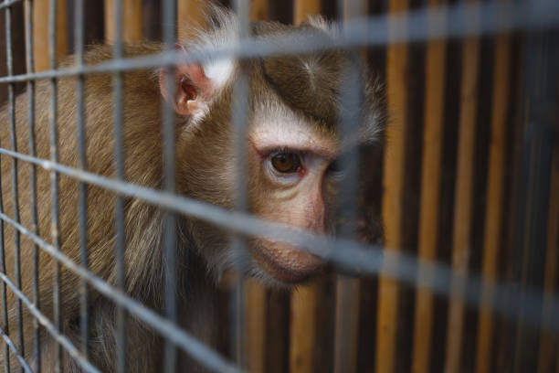 la maltraitance animale. verticale d’un singe triste dans une cage - animaux en captivité photos et images de collection