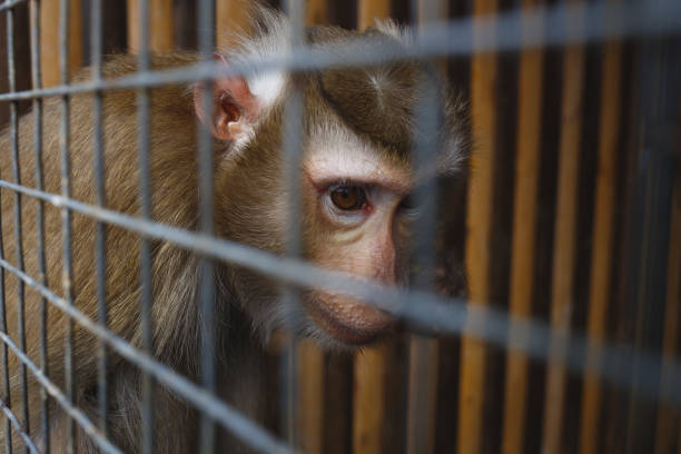 hayvan istismarı. kafeste üzgün bir maymun portresi - animals in captivity stok fotoğraflar ve resimler