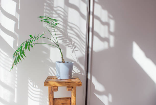 istock Palm leaves and shadows on a white wall in sunlight during the day. Minimalistic modern still life in white and green 1312579639