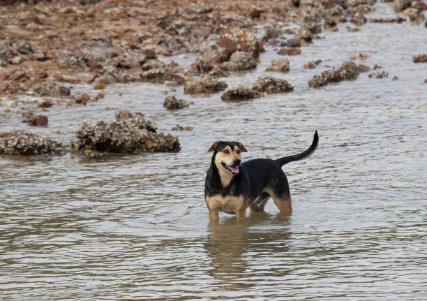 istock Dog playing in the wild water 1312580633