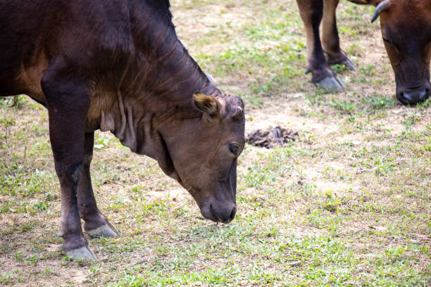 istock Cattle foraging and resting in the wild 1312580718