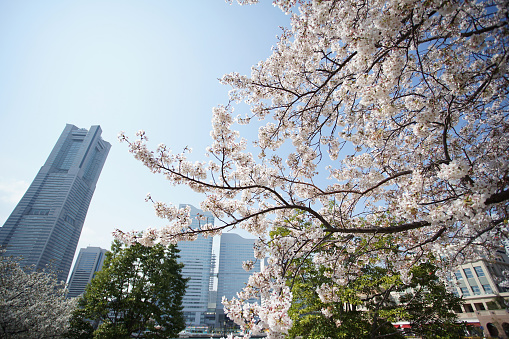 White Sakura or White Cherry Blossom flower full bloom and blue sky at South Korea in spring, Wallpaper Background.