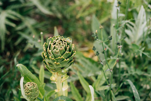 Artichokes in the field